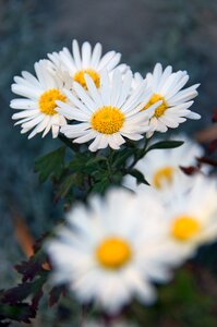 Flowers nature plant