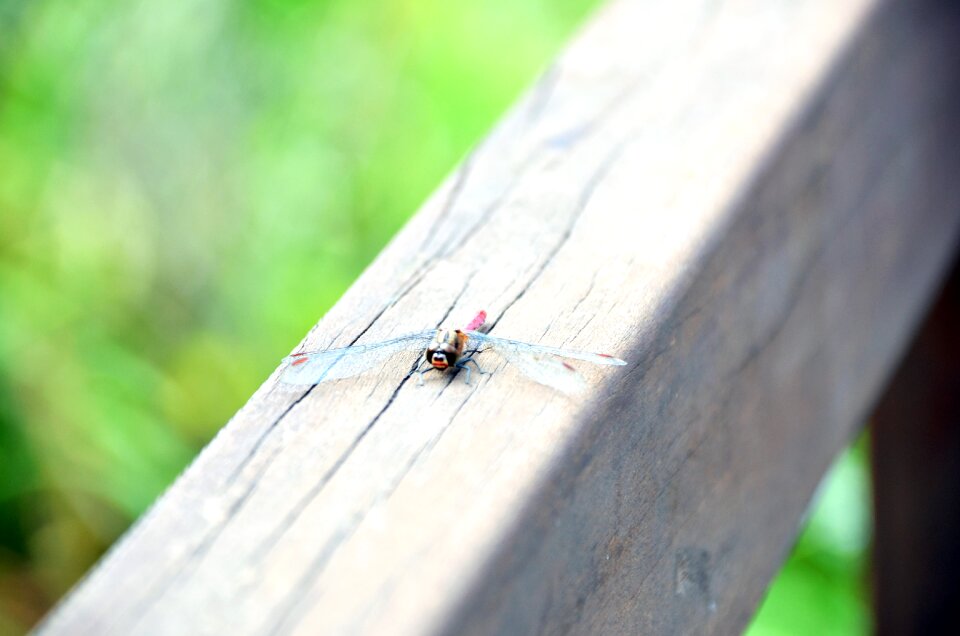 Insects park forest