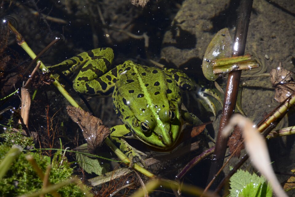 Biotope nature green