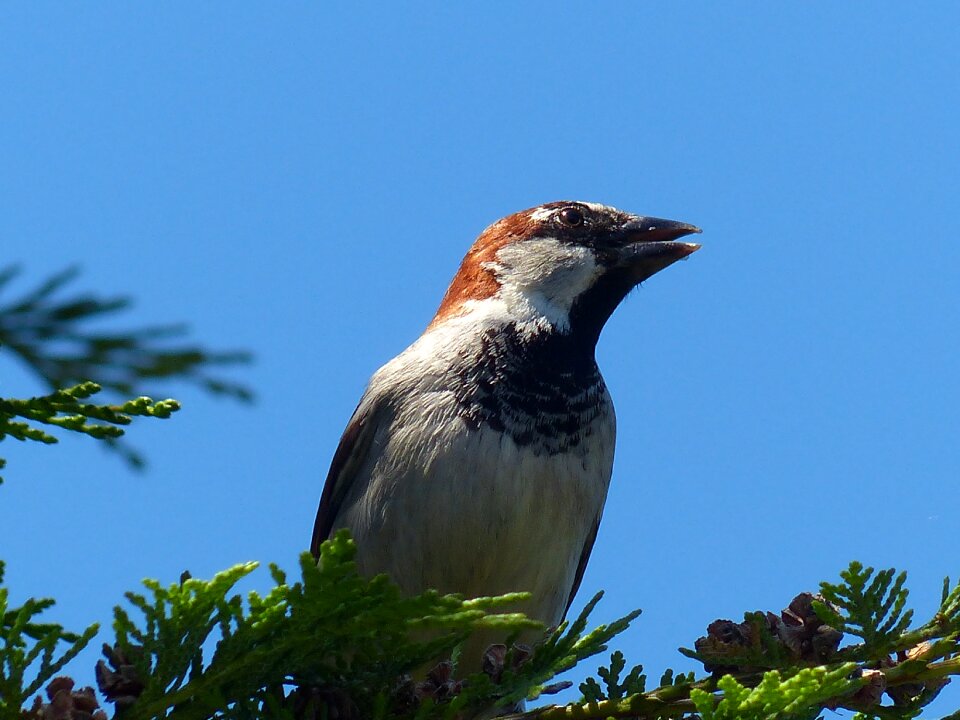 Sparrow house sparrow bird