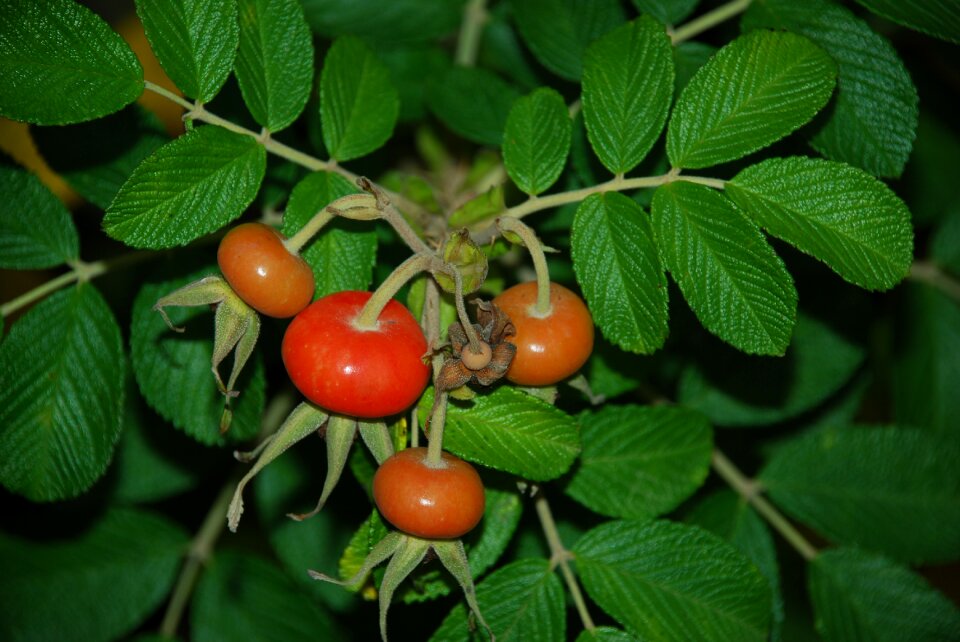 Nature plant green
