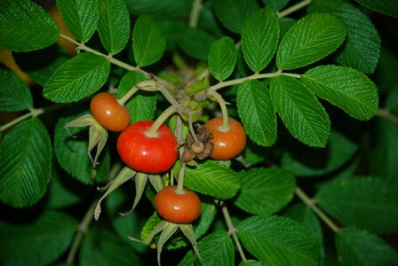 Nature plant green