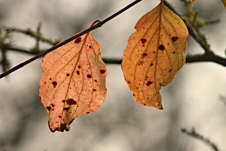 Stains hanging depend
