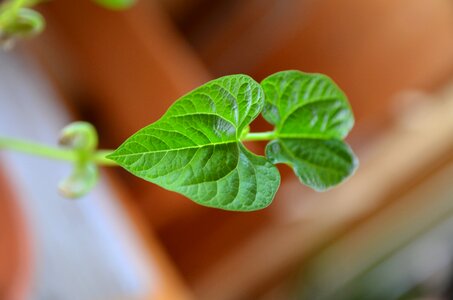 Bean leaf plant