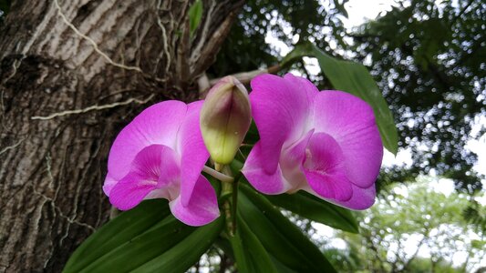 Orchid blossoming flower