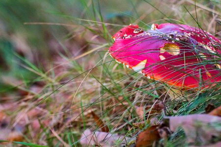 Nature forest mushroom red photo