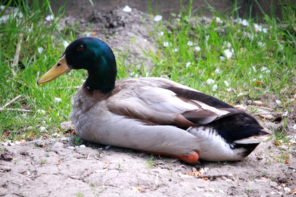Livestock drake water bird