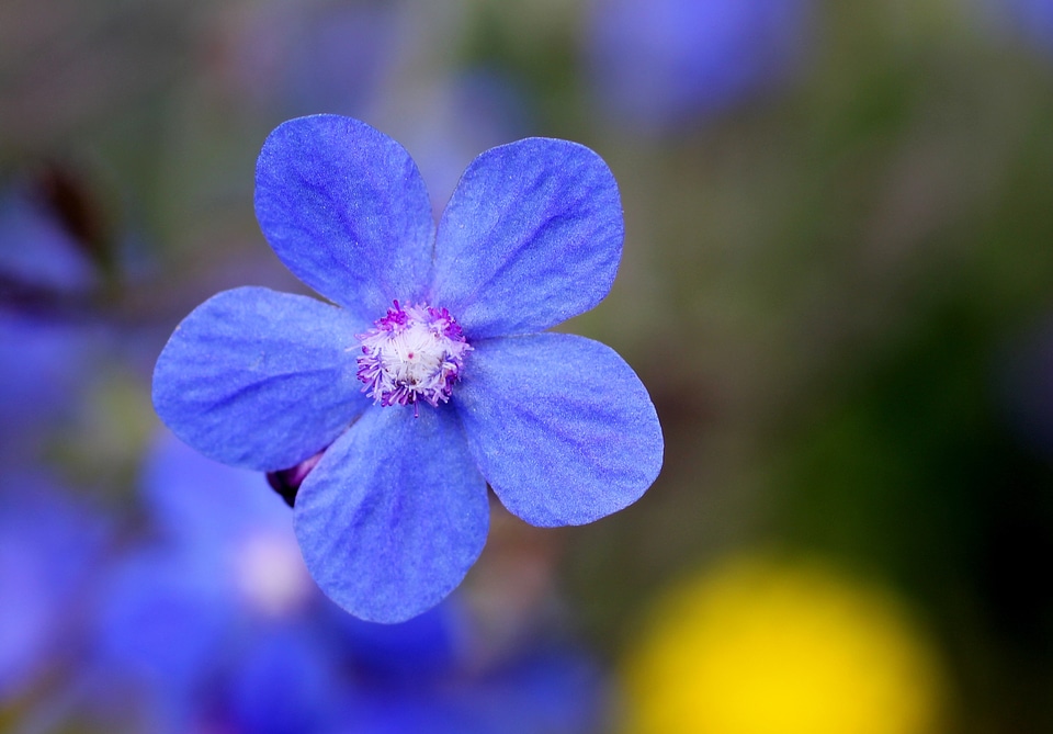 Blue wild flower lipari