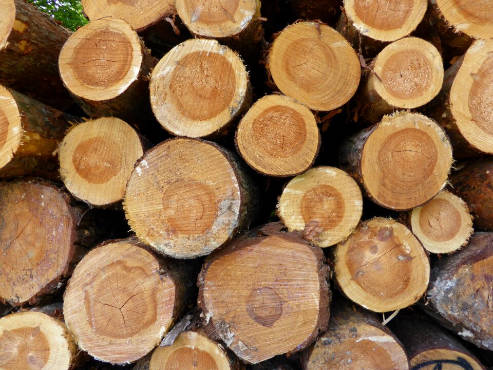 Tree nature recording strains