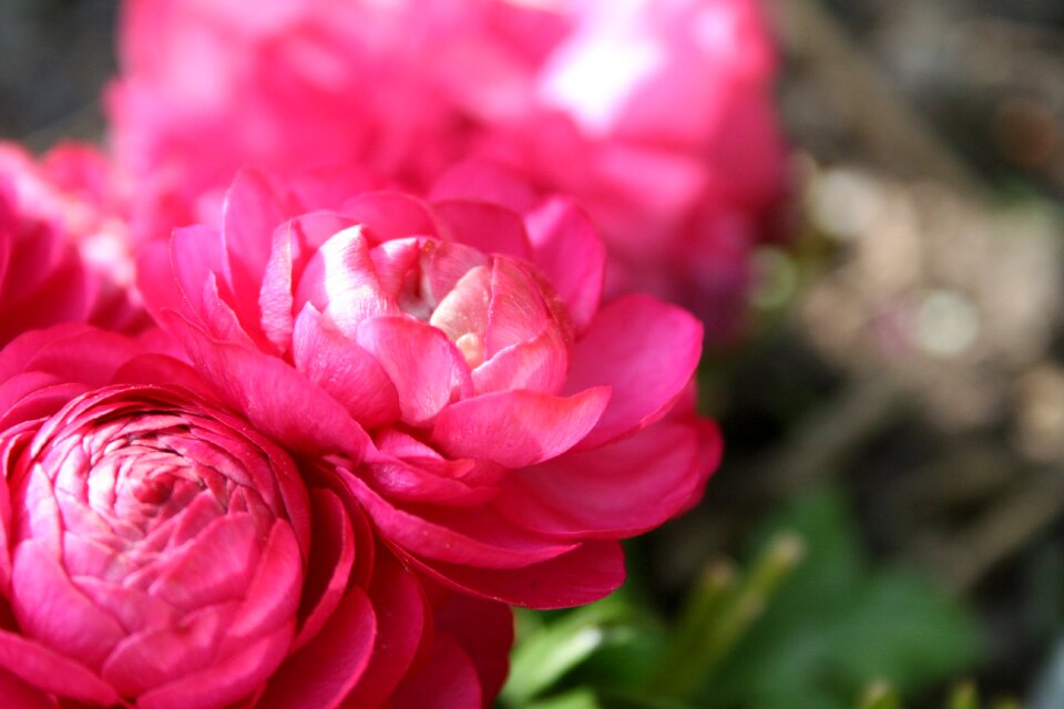 Pink spring plant photo