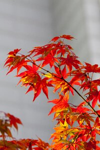 Nature leaves the leaves