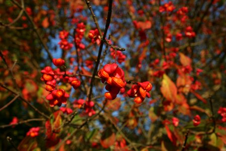 Leaves tree bush photo