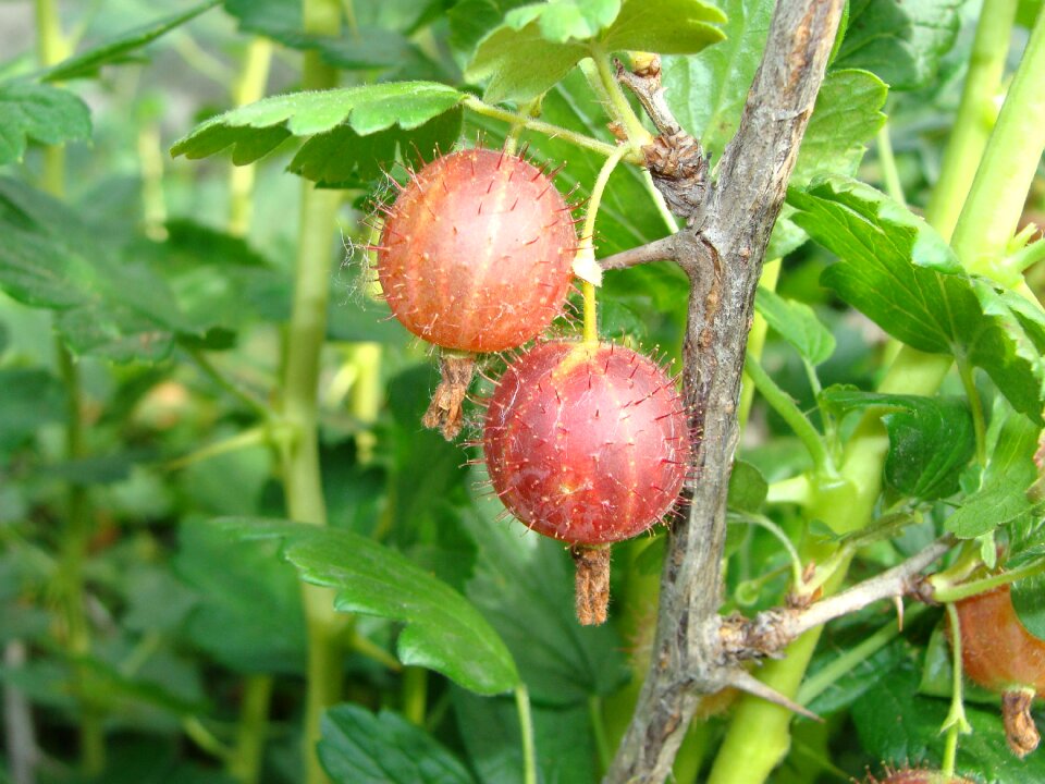 Nature berry closeup