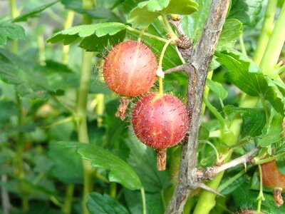 Nature berry closeup