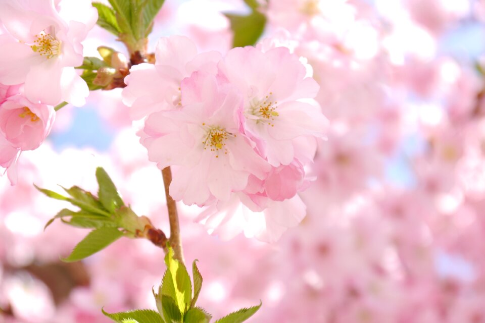 Pink cherry blossom bloom