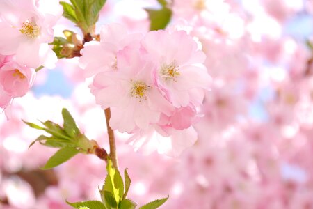 Pink cherry blossom bloom photo