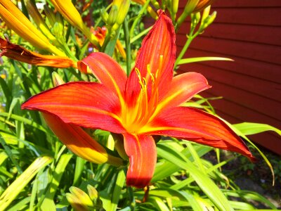 Blossom flower nature