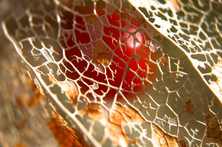 Structures plant macro