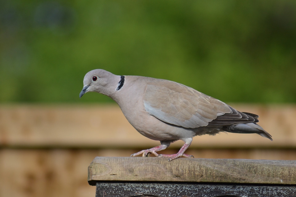 Bird close-up half-collared dove