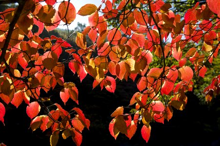 Jiri pia country autumn leaves walk photo