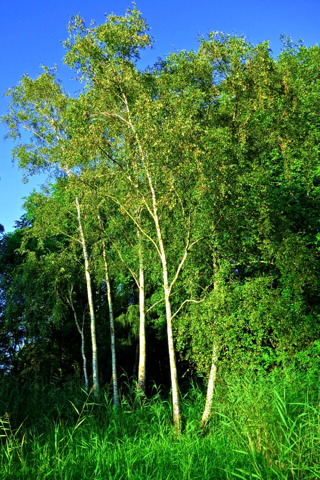 Grove trunk white bark