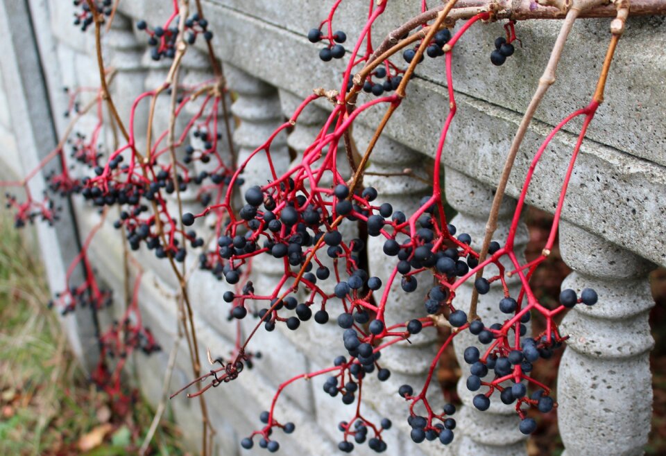Fruit of the poisonous fruit winobluszczu virginia creeper