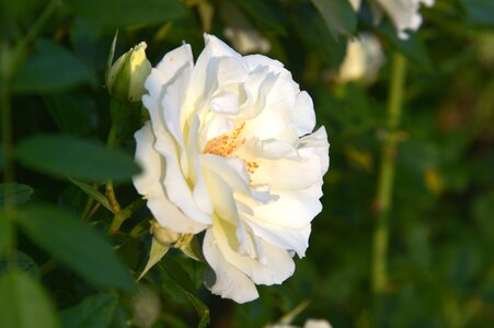 Rose blossom bloom
