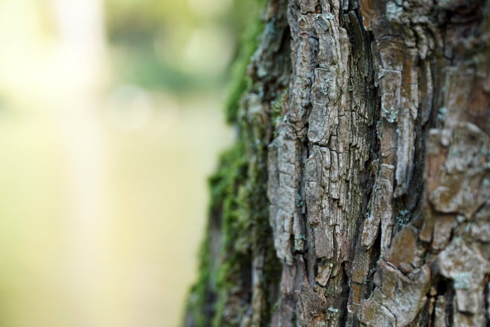 Wood forest tree bark