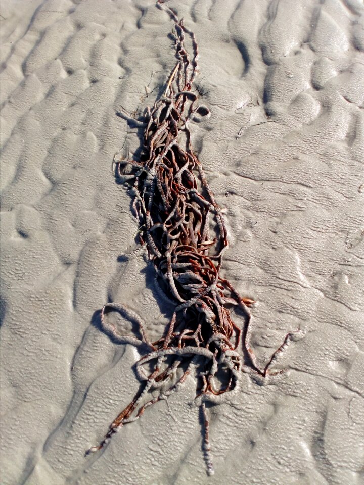 Coast washed up on maritime