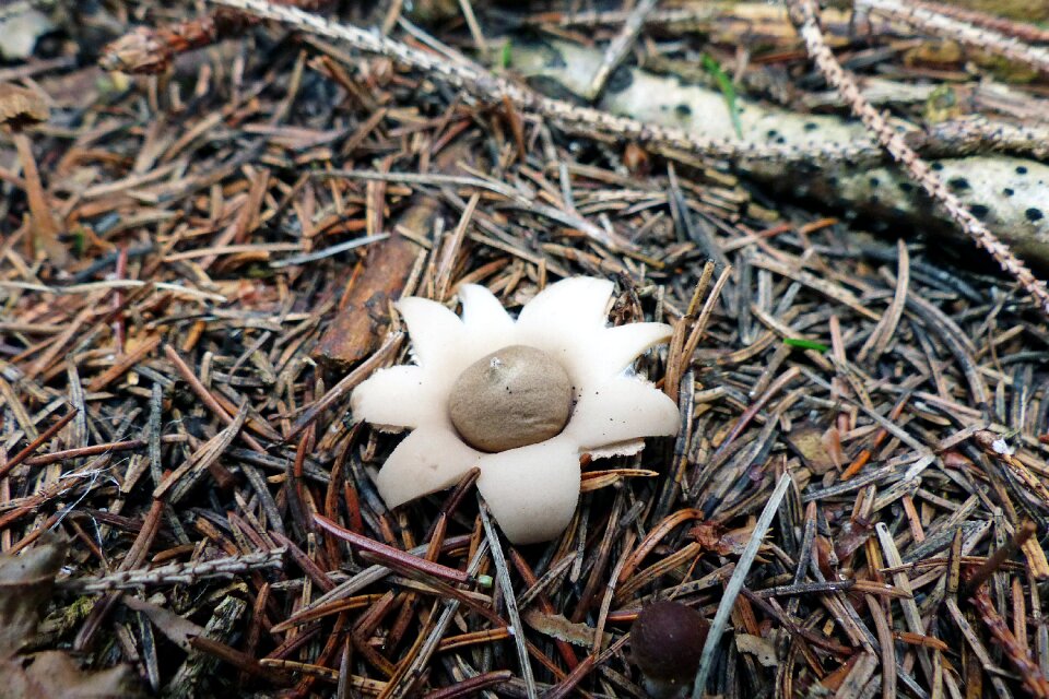 Mushroom plant nature
