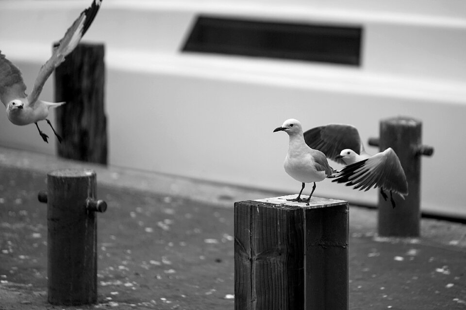 Seaside black white