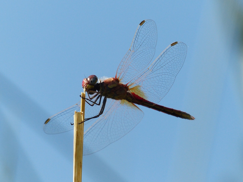Animal insect flight insect