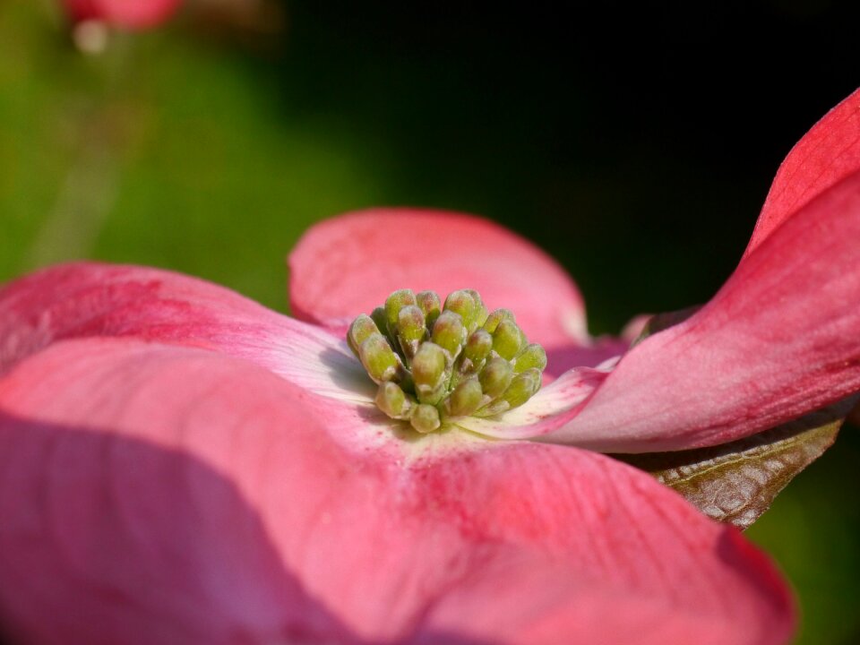 Bloom bloom ornamental plants