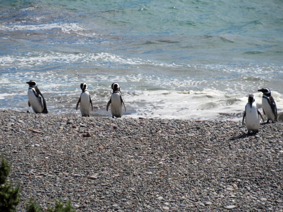 Patagonia south penguin patagonico