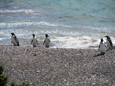 Patagonia south penguin patagonico