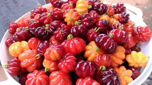 Fruit red colors