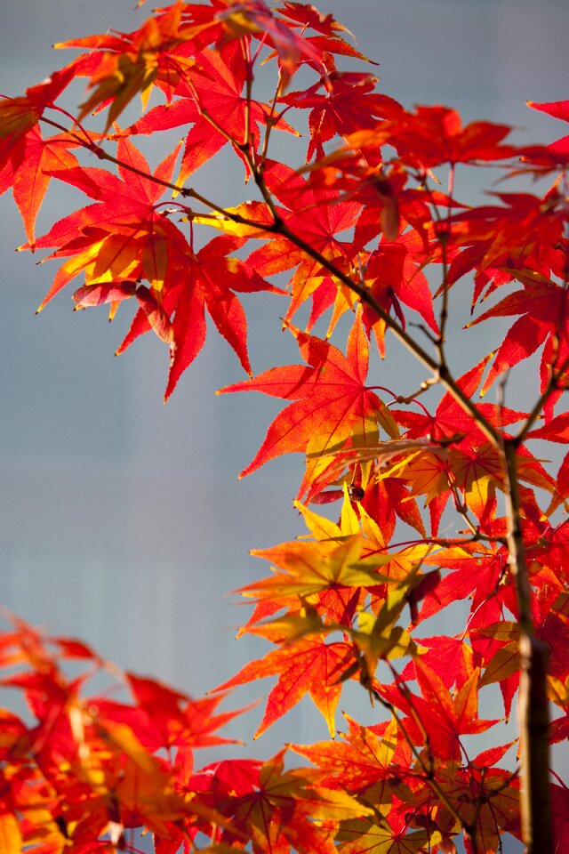 Nature leaves the leaves