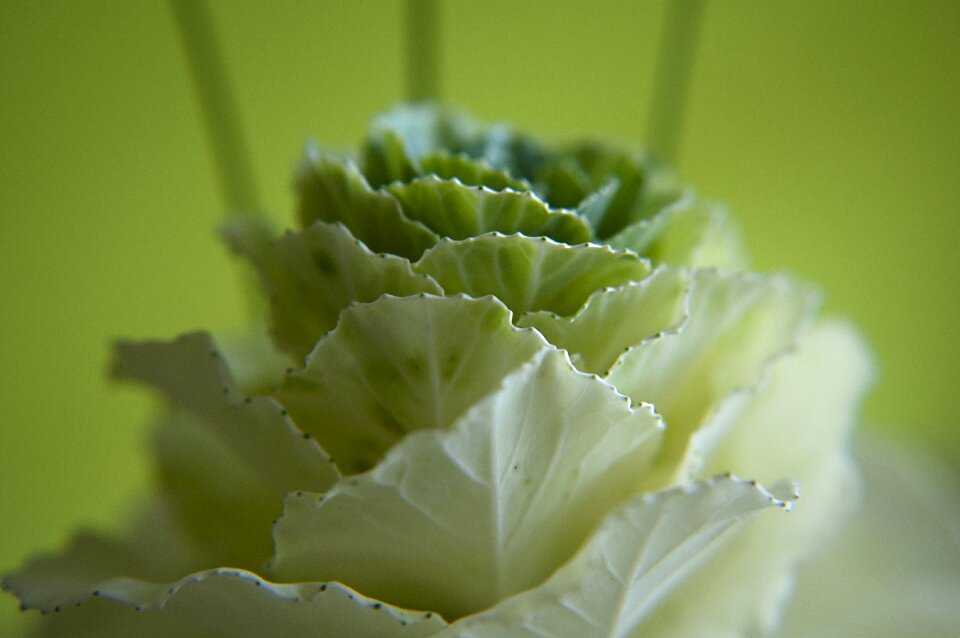 Flower nature plant