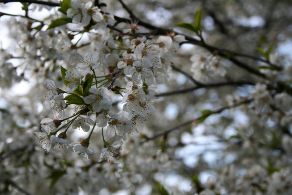White nature plant