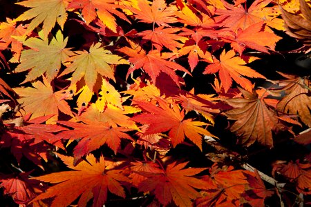 The leaves leaf red maple