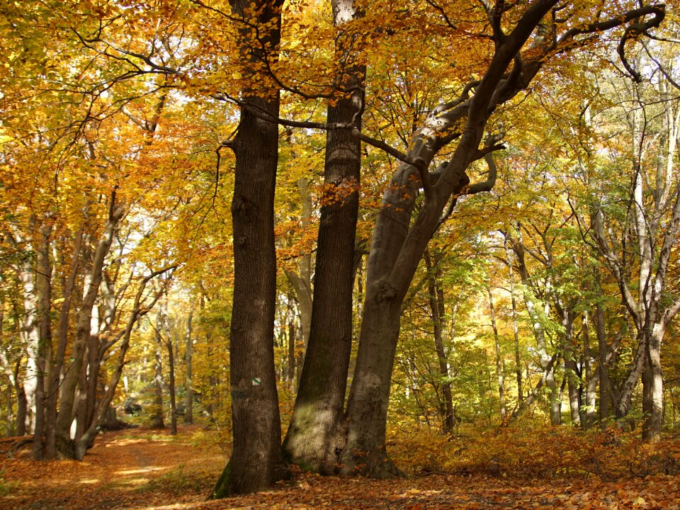 Nature tree colors