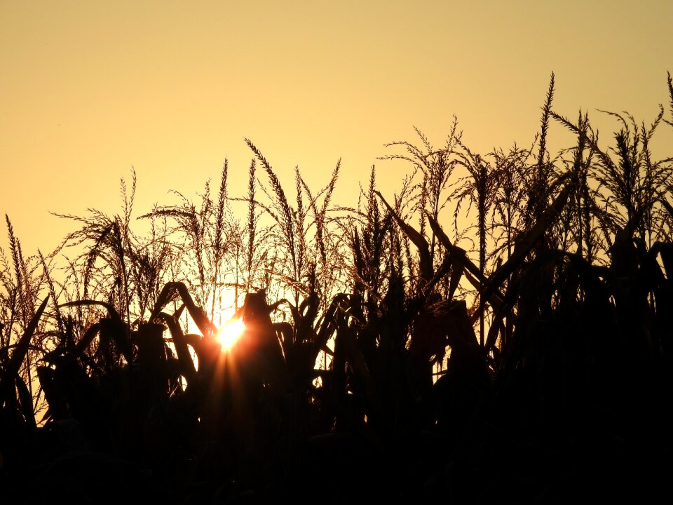 Autumn atmospheric cereals