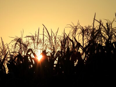 Autumn atmospheric cereals