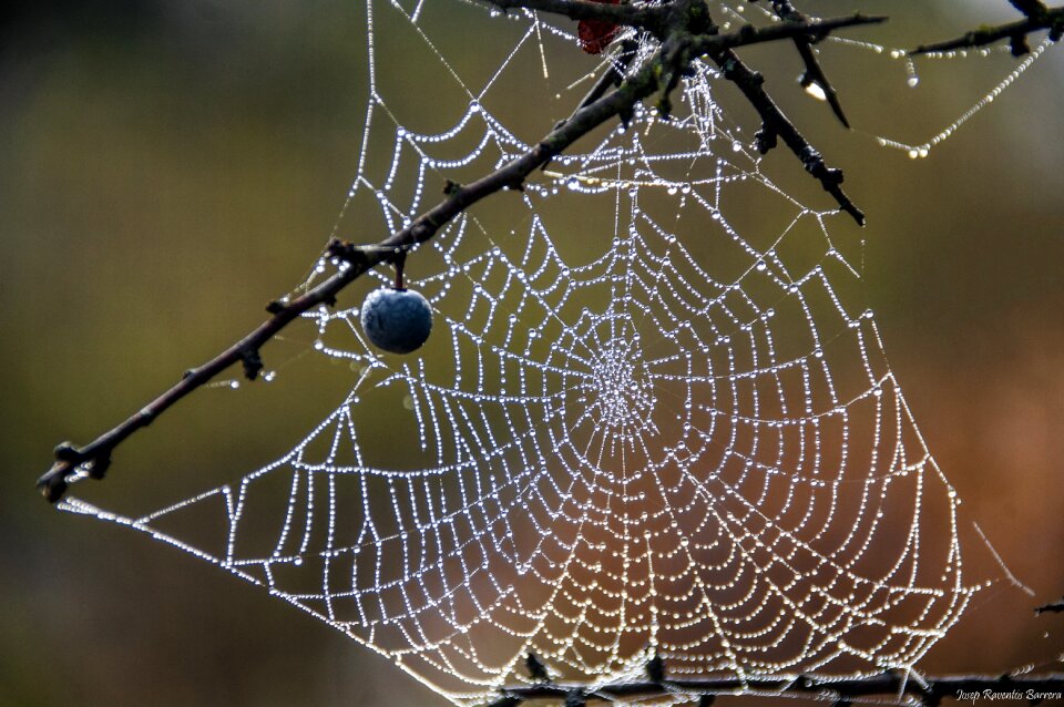 Web drops moisture