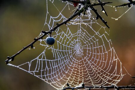 Web drops moisture
