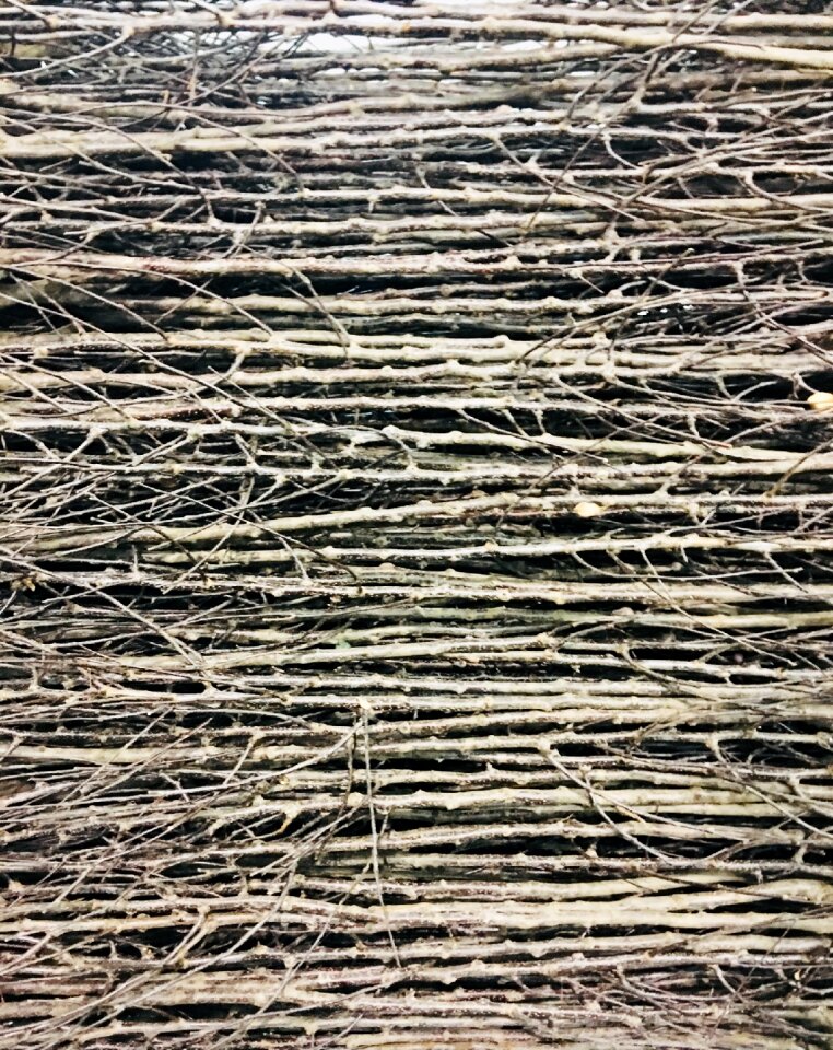 Branches photography image