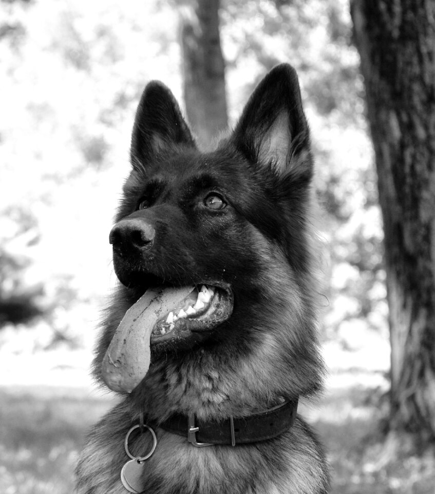 Dog zvierata german ovciak