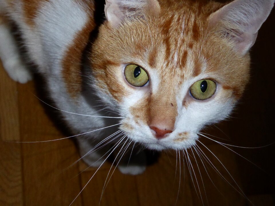 Animals cat eyes domestic animal