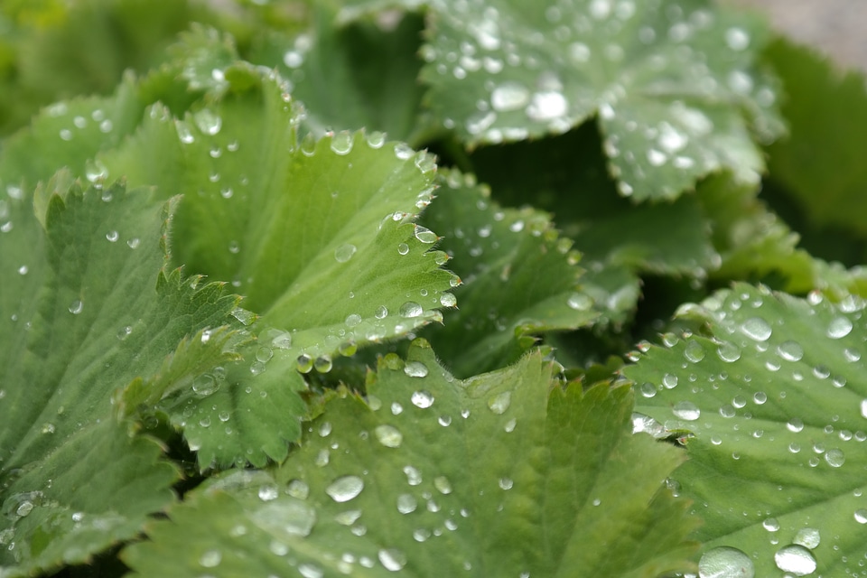 Drip drop of water dewdrop