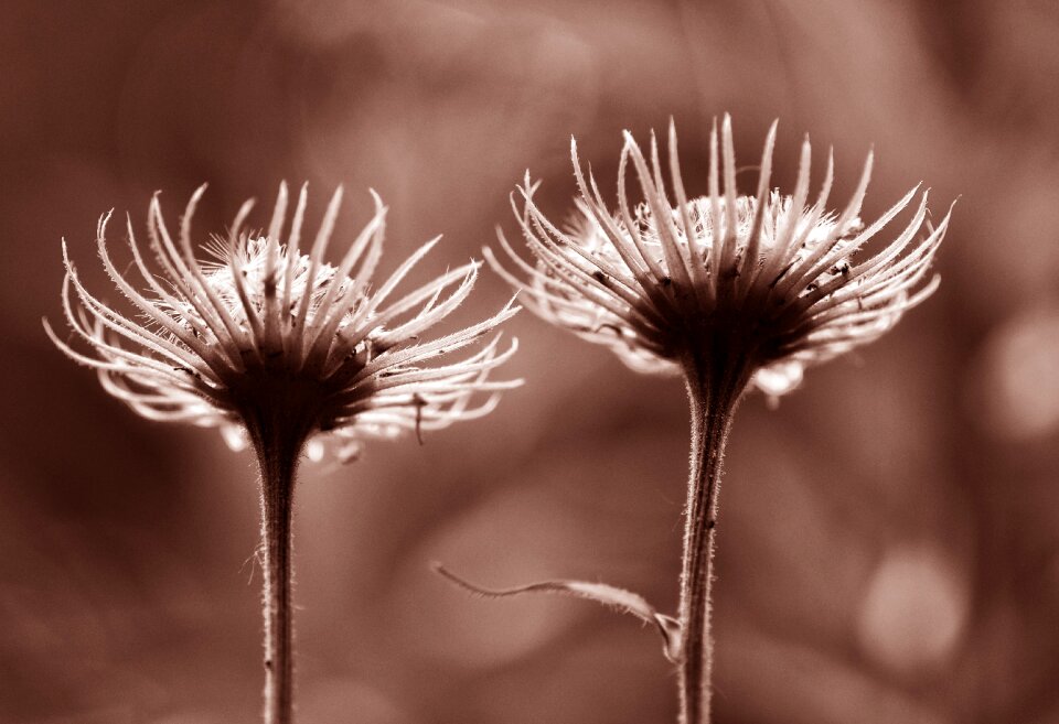 Stem garden monochrome photo